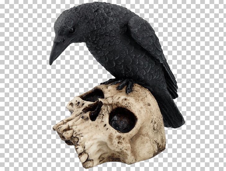 Bird The Raven Skull Common Raven Crow Family PNG, Clipart, Animals, Beak, Bird, Collectable, Common Raven Free PNG Download