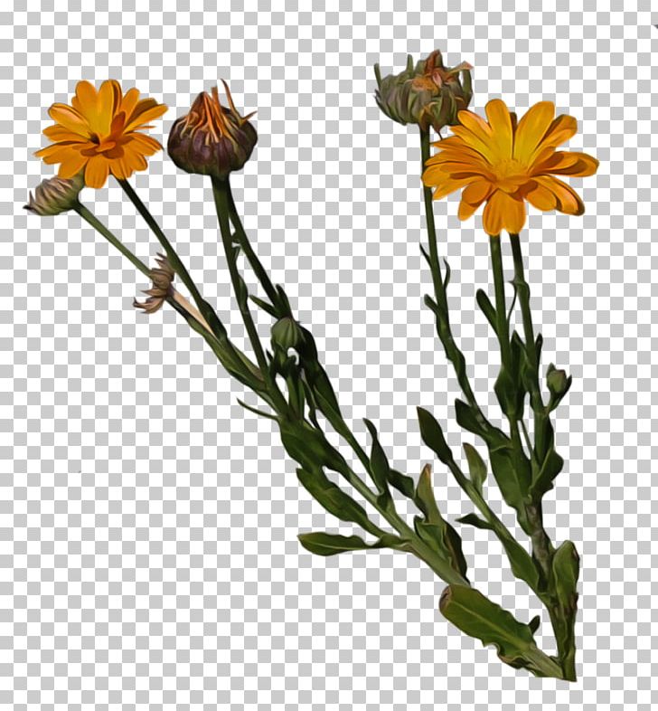Cut Flowers Pot Marigold Plant Stem PNG, Clipart, Calendula, Common Daisy, Cut Flowers, Daisy Family, Flora Free PNG Download