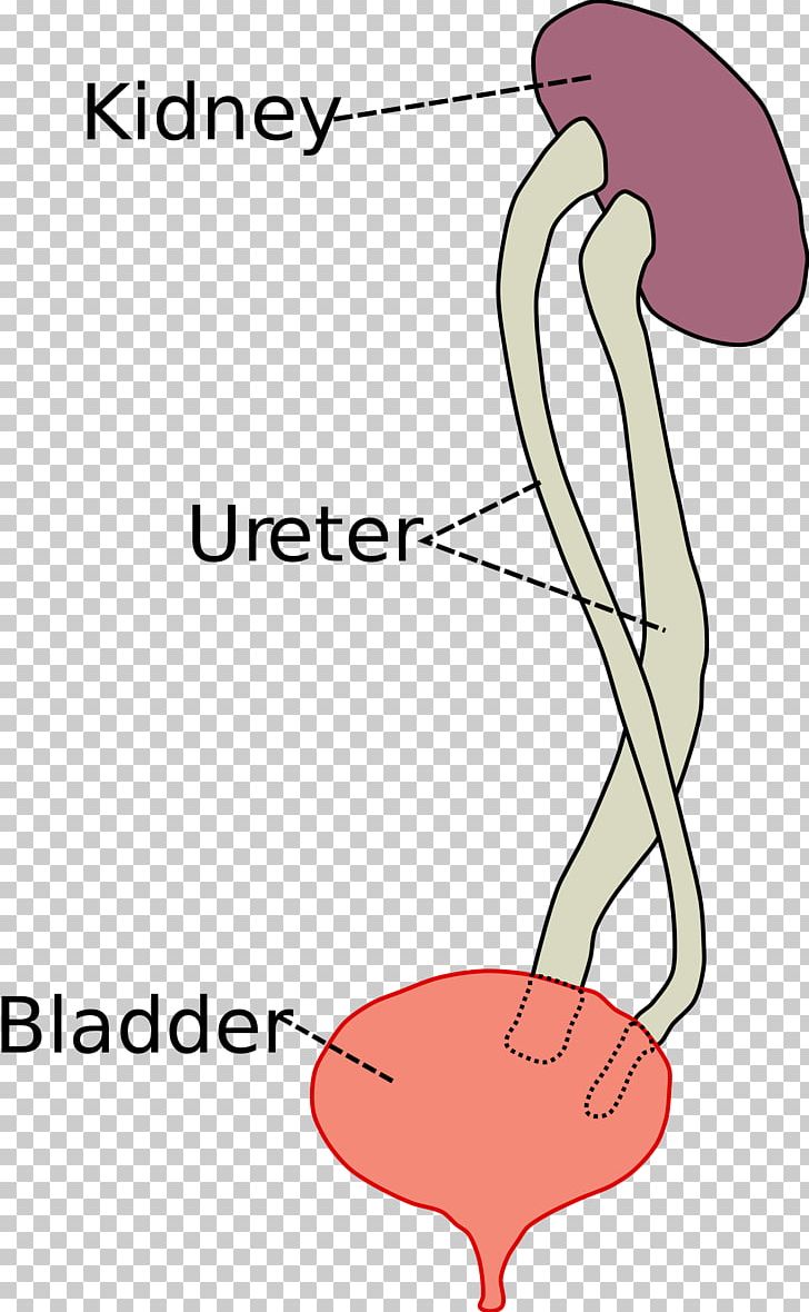 Duplicated Ureter Kidney Urinary Bladder Urethra PNG, Clipart, Abdomen, Angle, Arm, Artwork, Beak Free PNG Download