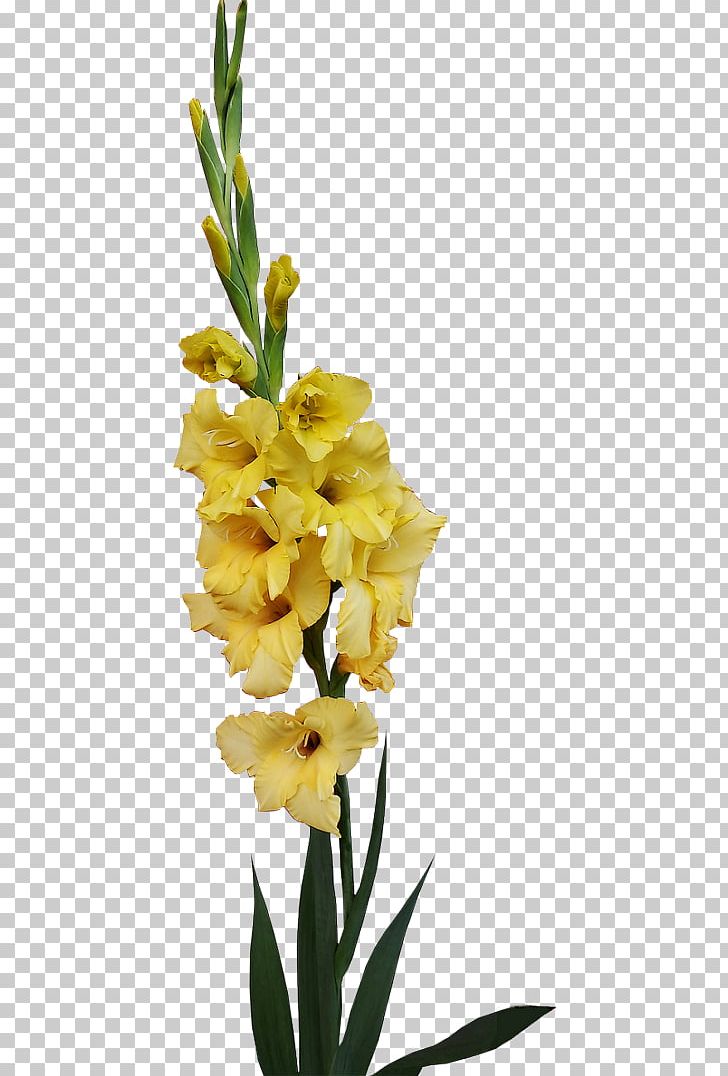 Gladiolus Cut Flowers PNG, Clipart, 17 July, Blog, Color, Cut Flowers, Flower Free PNG Download