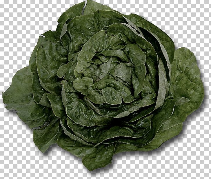 Lettuce Food Leaf Vegetable Wrap PNG, Clipart, Cabbage, Cauliflower, Chard, Collard Greens, Cooking Free PNG Download