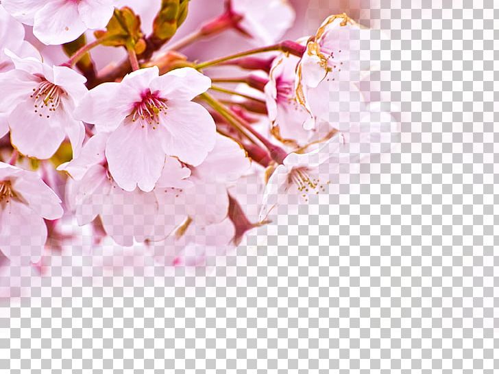 National Cherry Blossom Festival Flower PNG, Clipart, Blossom, Blossoms, Branch, Cherry, Cherry Blossom Free PNG Download
