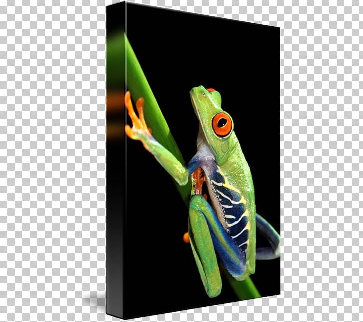 Red-eyed Tree Frog PNG, Clipart, Amphibian, Art, Canvas, Eye, Flower Free PNG Download