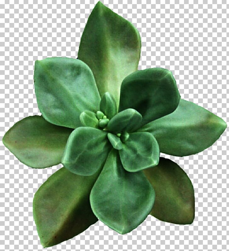 Succulent Plant Flower PNG, Clipart, Aeonium, Clip Art, Desktop Wallpaper, Elegant Gardens Nursery, Flower Free PNG Download