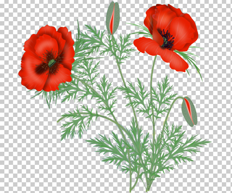Flower Oriental Poppy Red Plant Coquelicot PNG, Clipart, Coquelicot, Corn Poppy, Flower, Oriental Poppy, Petal Free PNG Download