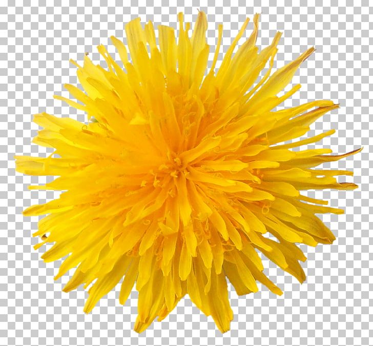 Dandelion Flower PNG, Clipart, Chrysanths, Computer Icons, Cut Flowers, Daisy Family, Dandelion Free PNG Download