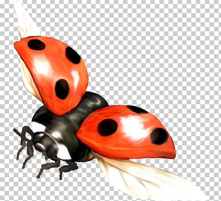 Ladybird Beetle La Mariquita PNG, Clipart, Animals, Arthropod, Beetle, Desktop Wallpaper, Gimp Free PNG Download