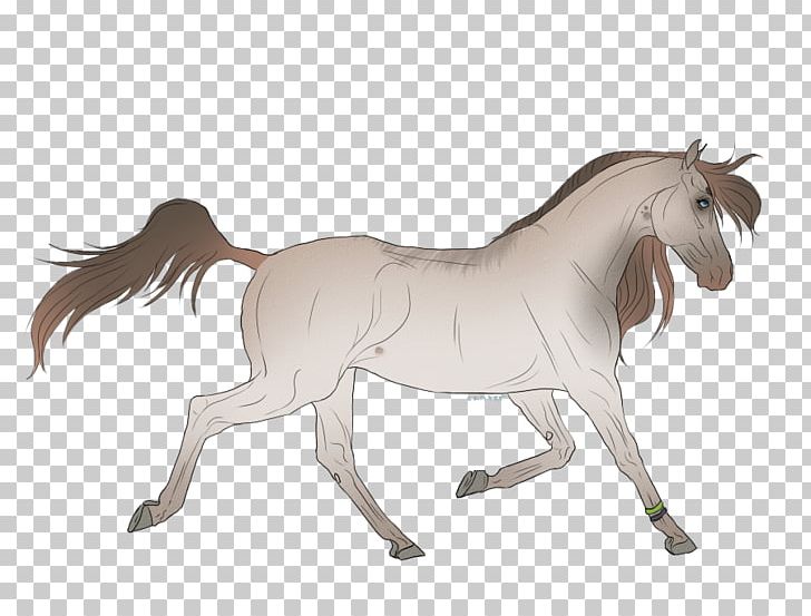 Mane Mustang Foal Stallion Colt PNG, Clipart, Bridle, Canter, Colt, Colts Manufacturing Company, Equine Free PNG Download