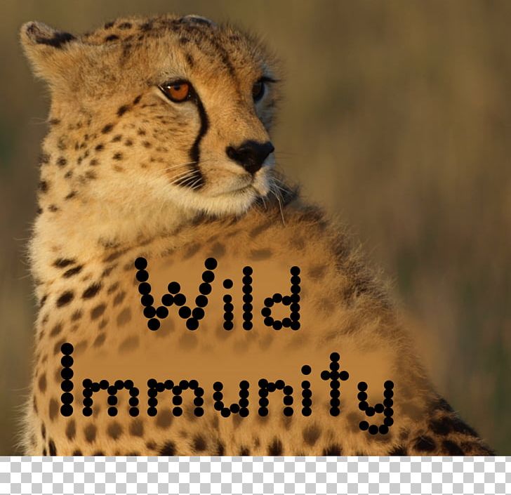 Cheetah Felidae Cat University Of Tasmania Immunity PNG, Clipart, Animal, Animals, Big Cat, Big Cats, Carnivora Free PNG Download