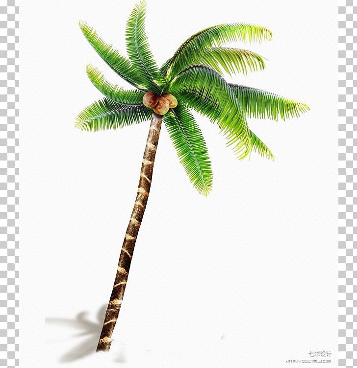 Coconut Arecaceae Tree Price Wind Wave PNG, Clipart, Arecaceae, Arecales, Autumn Tree, Backpack, Bag Free PNG Download