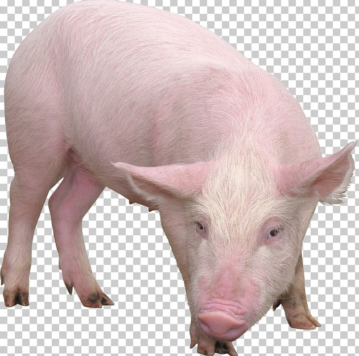 Domestic Pig Desktop PNG, Clipart, Animals, Clipping Path, Desktop Wallpaper, Domestic Pig, Download Free PNG Download