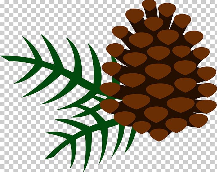 Conifer Cone PNG, Clipart, Black Pine, Branch, Cone, Conifer Cone, Eastern White Pine Free PNG Download