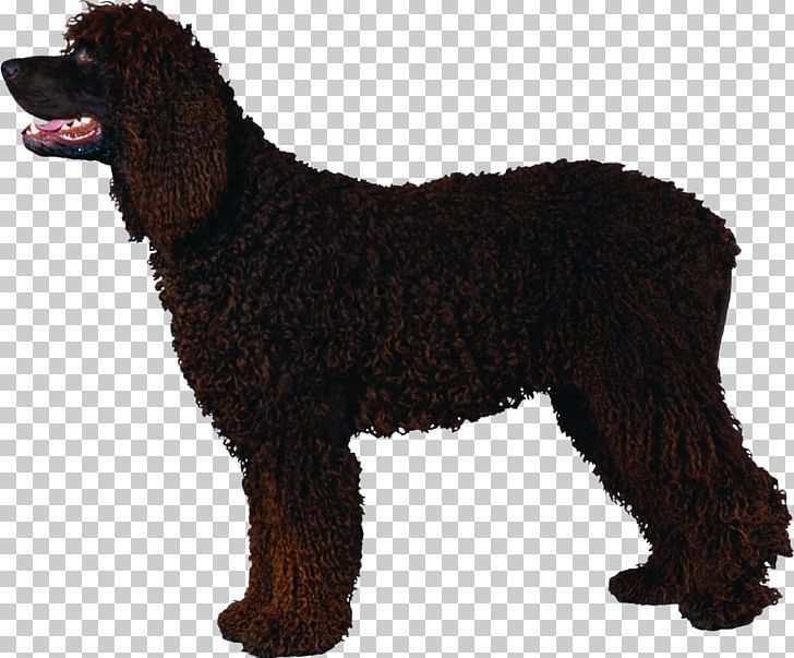 Irish Water Spaniel American Water Spaniel Boykin Spaniel Barbet Dog Curly-Coated Retriever PNG, Clipart, Carnivoran, Dog Breed, Dog Breed Group, Dog Like Mammal, Miniature Poodle Free PNG Download