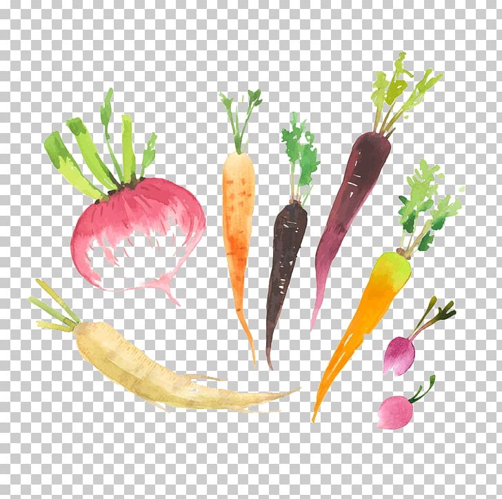 Radish Logo Food PNG, Clipart, Business Card, Carrot, Chef, Decoration, Diet Food Free PNG Download