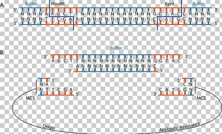 Sticky And Blunt Ends Restriction Enzyme HindIII Ligation Cloning PNG, Clipart, Angle, Area, Art, Brand, Circle Free PNG Download