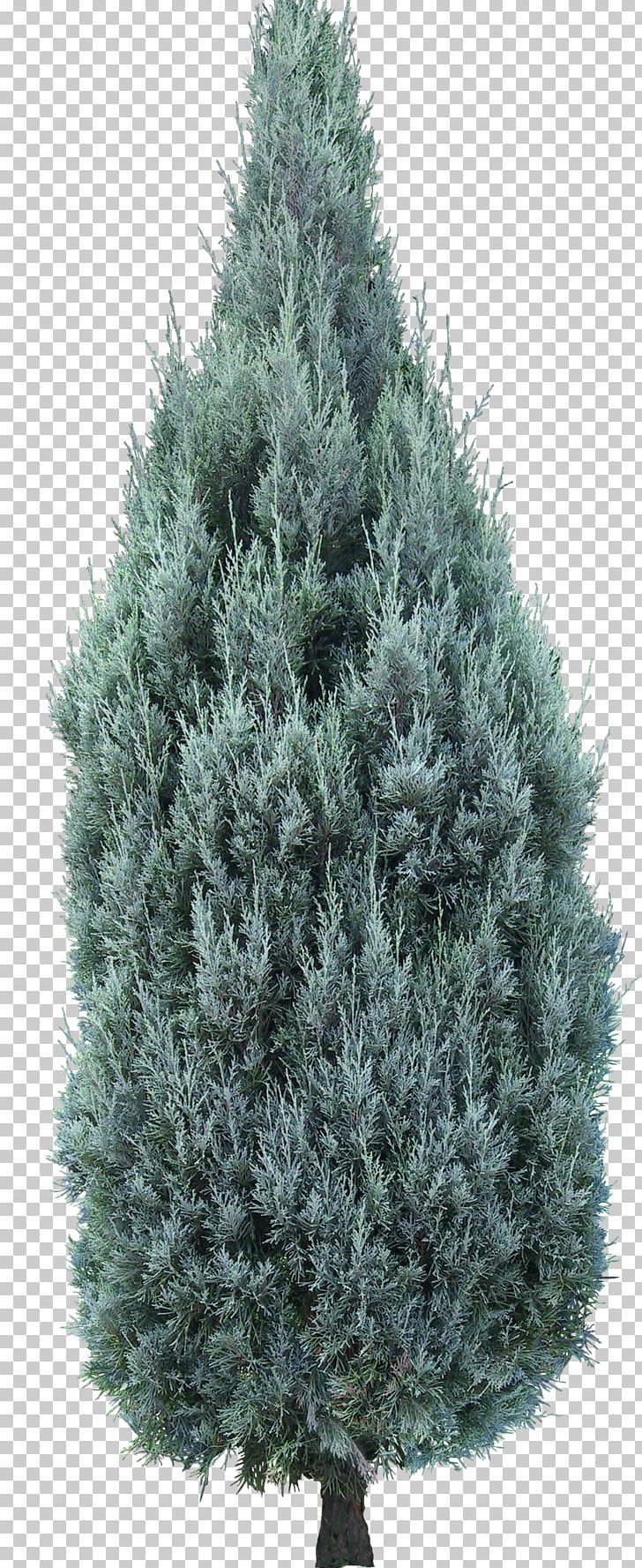 Tree Green Texture Mapping PNG, Clipart, 3d Computer Graphics, Autodesk, Biome, Christmas Decoration, Cypress Family Free PNG Download