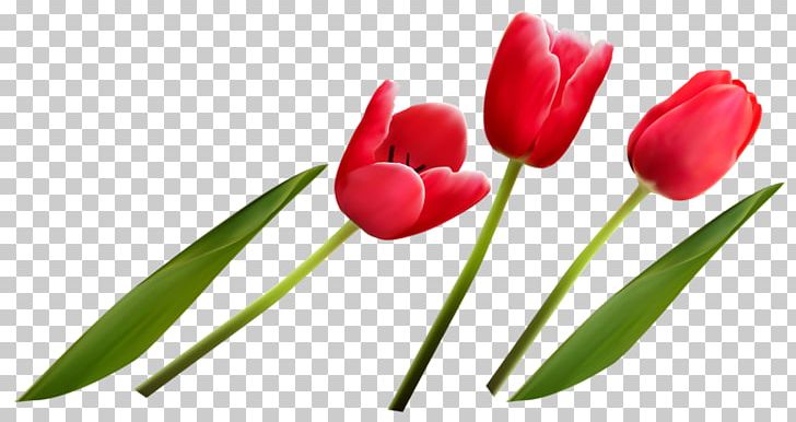 Tulip Flower Bouquet PNG, Clipart, Bouquet Of Flowers, Bud, Cut Flowers, Download, Flowe Free PNG Download