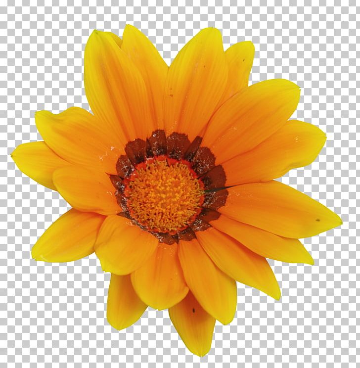 Calendula Officinalis Mexican Marigold Flower Tagetes Lucida PNG, Clipart, Calendula, Calendula Officinalis, Chrysanths, Color, Common Sunflower Free PNG Download