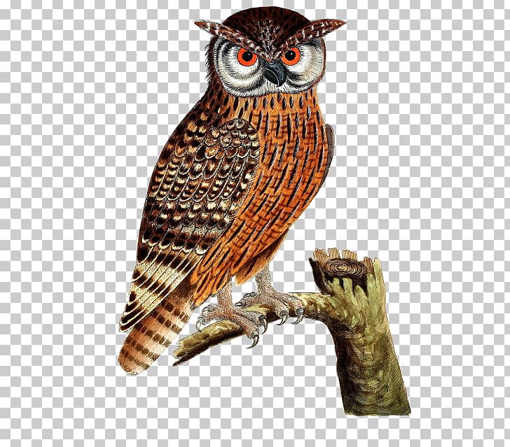 Eurasian Eagle-owl Bird Great Horned Owl Bald Eagle PNG, Clipart, All About Birds, Animals, Bald Eagle, Beak, Bird Free PNG Download