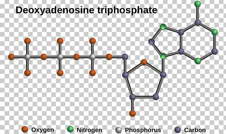 Nucleic Acid Structure DNA And RNA PNG, Clipart, Acid, Amino Acid, Angle, Area, Diagram Free PNG Download