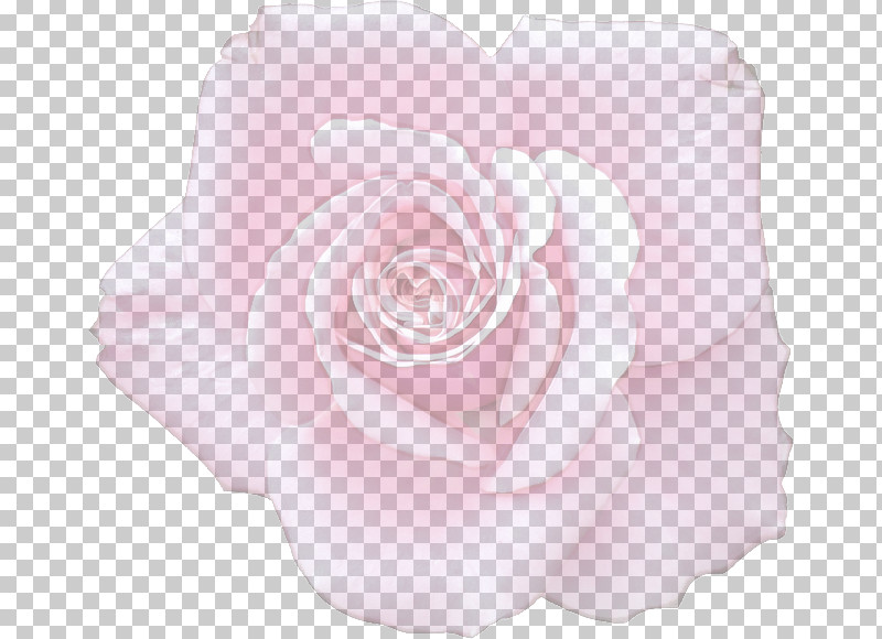 Garden Roses PNG, Clipart, Camellia, Cushion, Floribunda, Flower, Garden Roses Free PNG Download