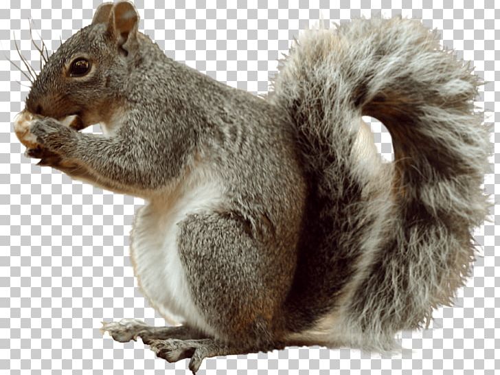 Fox Squirrel Eastern Gray Squirrel Tree Squirrel PNG, Clipart, Color, Eastern Gray Squirrel, Fauna, Fox Squirrel, Fur Free PNG Download