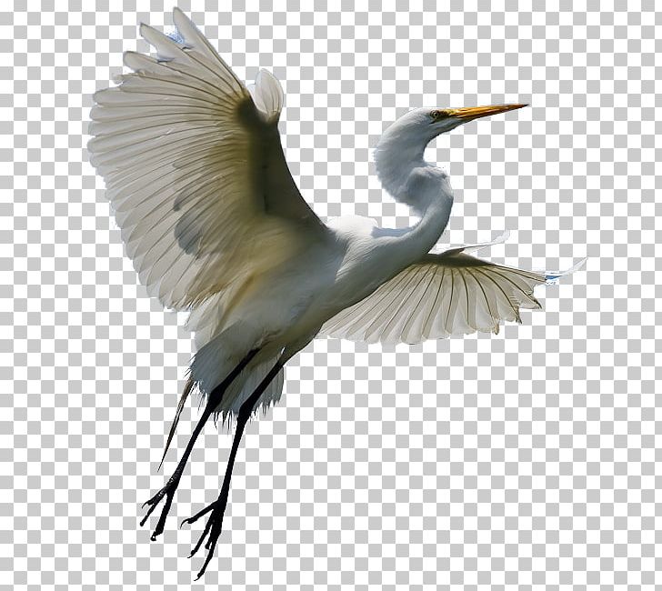 Heron Egret Bird Crane PNG, Clipart, Animal, Animals, Beak, Bird, Ciconiiformes Free PNG Download
