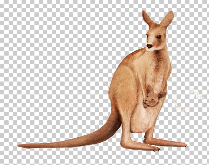 Matschie's Tree-kangaroo Wallaby Reserve PNG, Clipart,  Free PNG Download
