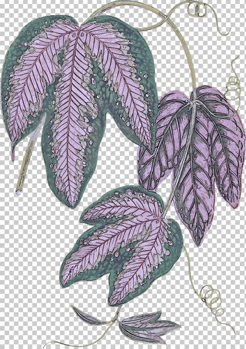 Leaf Lilac Violet Tree Plant PNG, Clipart, Biology, Leaf, Lilac, Plant, Plant Structure Free PNG Download