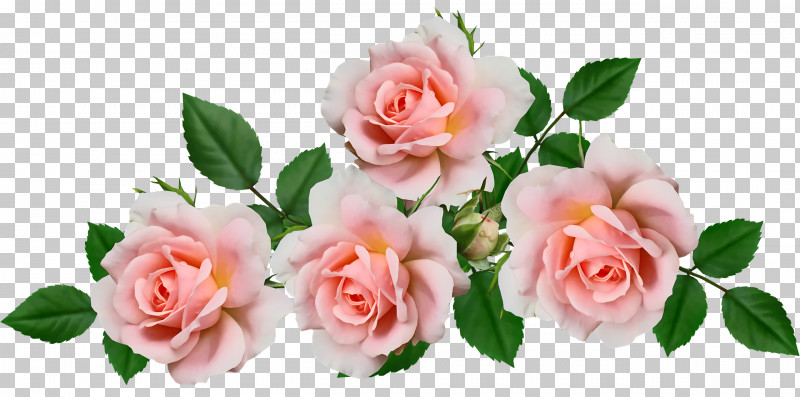 Garden Roses PNG, Clipart, Cabbage Rose, Cut Flowers, Floral Design, Flower, Garden Roses Free PNG Download
