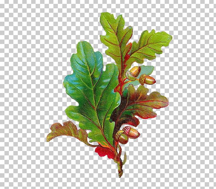 Acorn Autumn Leaf Color White Oak PNG, Clipart, Acorn, Autumn, Autumn Leaf Color, Branch, Digital Image Free PNG Download