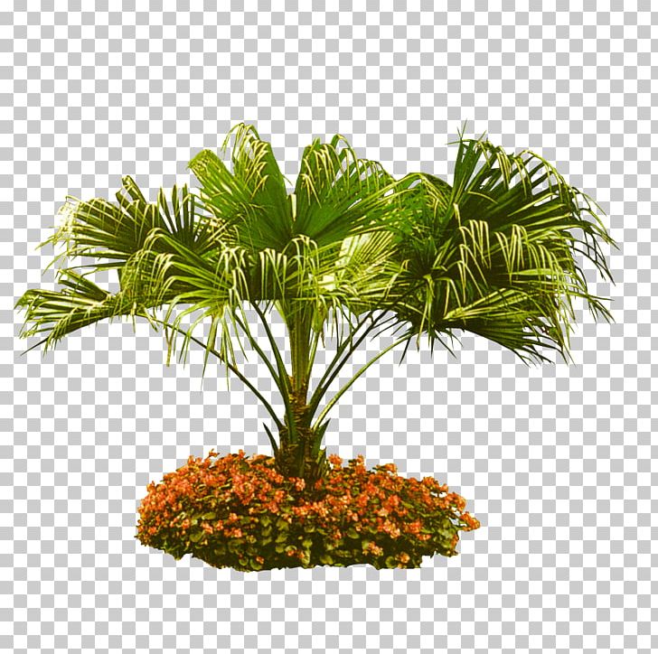 Arecaceae Tree Coconut Garden PNG, Clipart, Arecaceae, Arecales, Coconut, Cycad, Cycads Free PNG Download