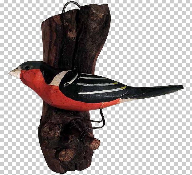 Bird Beak PNG, Clipart, Animals, Beak, Bird Free PNG Download