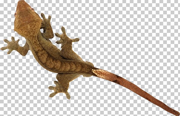 Lizard Reptile PNG, Clipart, Agama, Agamidae, Animal, Animal Figure, Animals Free PNG Download