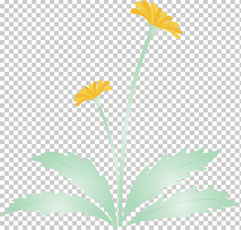 Dandelion Flower Easter Day Flower Spring Flower PNG, Clipart, Camomile, Chamomile, Daisy, Daisy Family, Dandelion Flower Free PNG Download