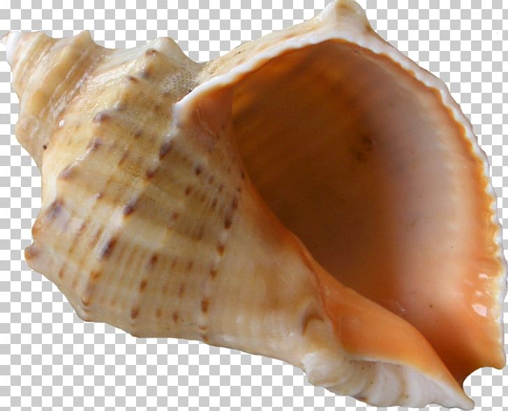 Beach Conch Seaside Resort PNG, Clipart, Beach, Clam, Clams Oysters Mussels And Scallops, Cockle, Conch Free PNG Download