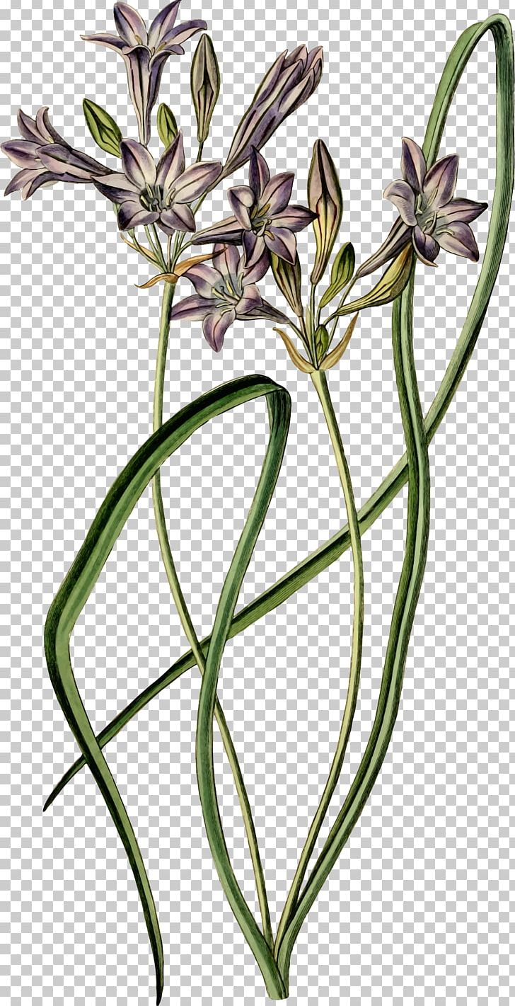 Flower Botany Floral Design Naver Blog PNG, Clipart, Blog, Botany, Drawing, Flora, Floral Design Free PNG Download