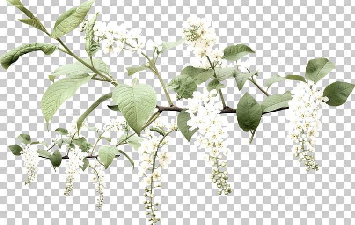 Черёмуха Flower PNG, Clipart, Animaatio, Blossom, Branch, Flower, Leaf Free PNG Download
