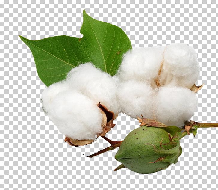 Organic Cotton Cottonseed Oil PNG, Clipart, Agriculture, Background, Branch, Bt Cotton, Company Free PNG Download