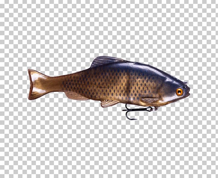 Spoon Lure Common Rudd Herring Carp Fish PNG, Clipart, Ac Power Plugs And Sockets, Bait, Bony Fish, Carp, Common Rudd Free PNG Download