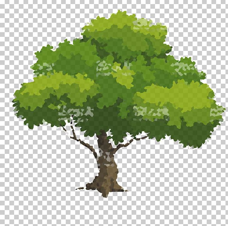 Tree Drawing PNG, Clipart, Branch, Coloring Book, Drawing, Grapevine Family, Graphic Design Free PNG Download