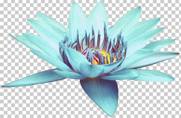Blue PNG, Clipart, Aquatic Plant, Blue, Blue Abstract, Blue Background, Blue Flower Free PNG Download