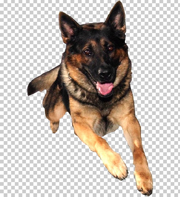 German Shepherd Puppy Dog Training Pet PNG, Clipart, Animal, Animals, Carnivoran, Cuteness, Desktop Wallpaper Free PNG Download