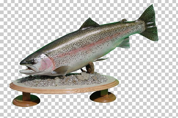 Rainbow Trout Taxidermy Fish Stocking Cutthroat Trout PNG, Clipart, Airbrush, Arizona, Bony Fish, Coho, Cutthroat Trout Free PNG Download