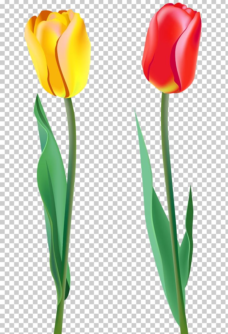 Tulip Flower PNG, Clipart, Art, Bud, Cut Flowers, Flower, Flowering Plant Free PNG Download