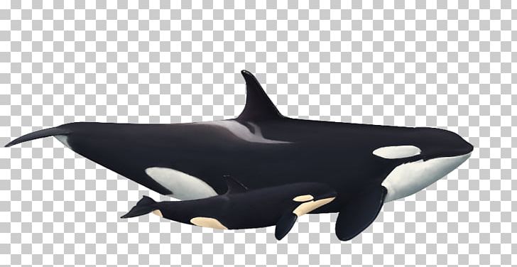 Captive Killer Whales Rough-toothed Dolphin White-beaked Dolphin PNG, Clipart, Animal, Art, Captive Killer Whales, Captivity, Dolphin Free PNG Download