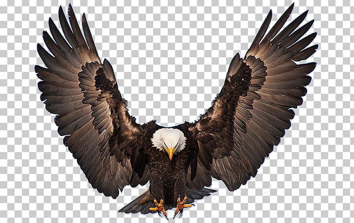 Bald Eagle Bird Of Prey Golden Eagle PNG, Clipart, Accipitriformes, Aguilas, Animal, Bald Eagle, Beak Free PNG Download