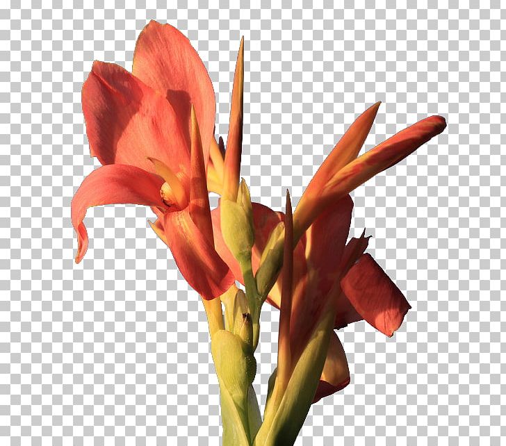 Canna Indica Flower Icon PNG, Clipart, Amaryllis Belladonna, Amaryllis Family, Beautiful, Beautiful Flowers, Big Free PNG Download
