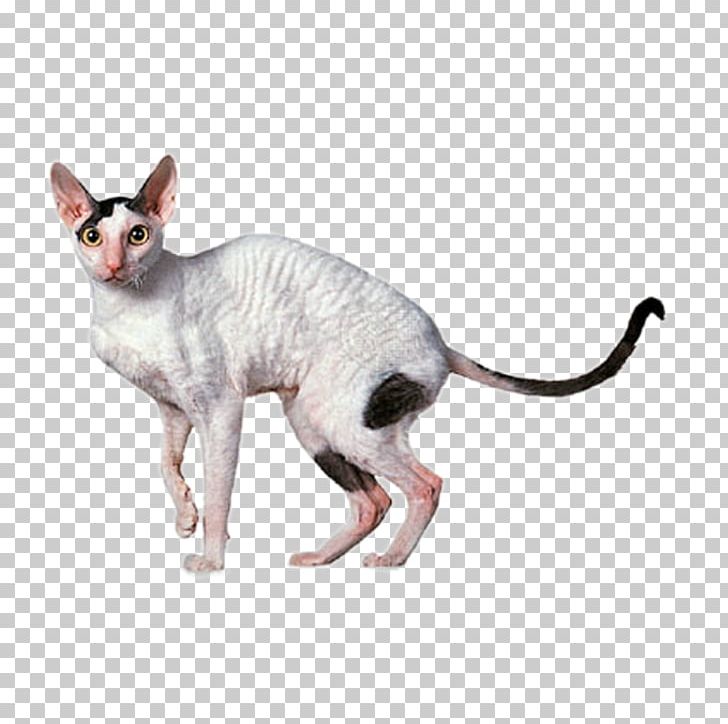 Cornish Rex Devon Rex Sphynx Cat Ragdoll Abyssinian PNG, Clipart, Animal, Animals, Breed, Carnivoran, Cat Free PNG Download