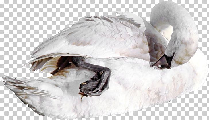 Duck Cygnini Bird Goose Mallard PNG, Clipart, Animal, Animals, Beak, Beautiful, Beautiful Swan Free PNG Download